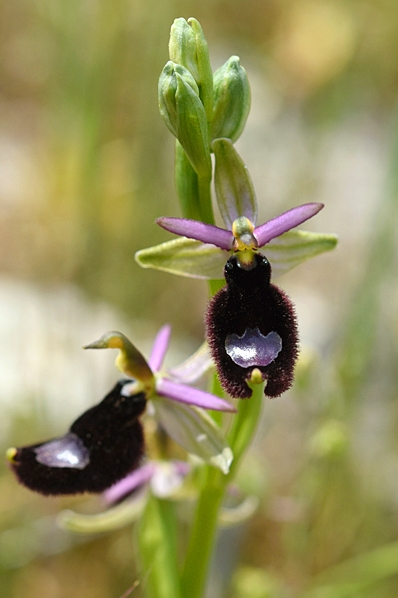 Toffelofrys, Ophrys bertolonii, ofrys