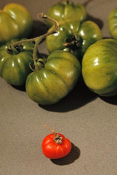 Tomater, Solanum lycopersicum
