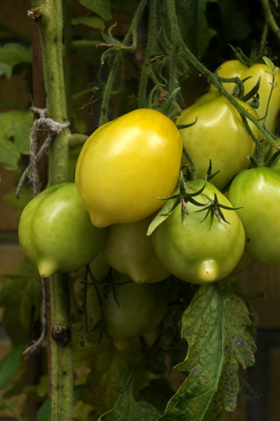 Tomat 'Lemon Tree', Solanum lycopersicum