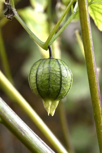 Tomatillo, Physalis philadelphica