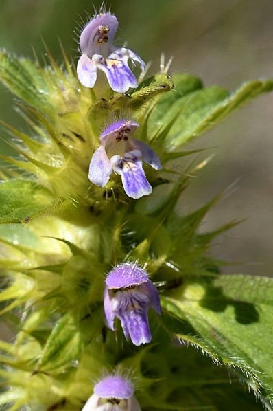 Toppdån, Galeopsis bifida