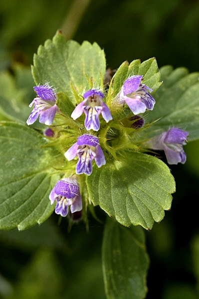 Toppdån, Galeopsis bifida