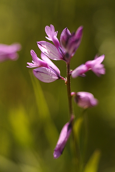 Toppjungfrulin, Polygala comosa