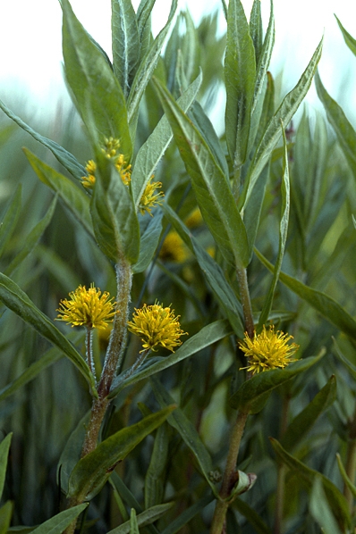 Topplösa, Lysimachia thyrsiflora
