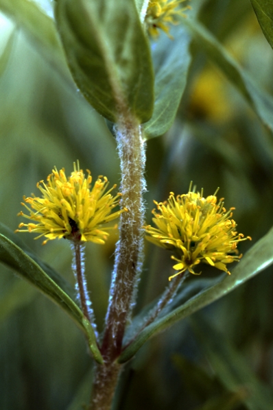 Topplösa, Lysimachia thyrsiflora