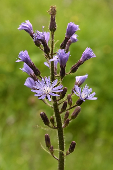 Torta, Cicerbita alpina, Lactuca alpina, Tolta, fjälltolta