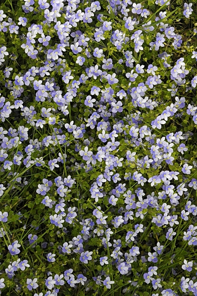 Trådveronika, Veronica filiformis