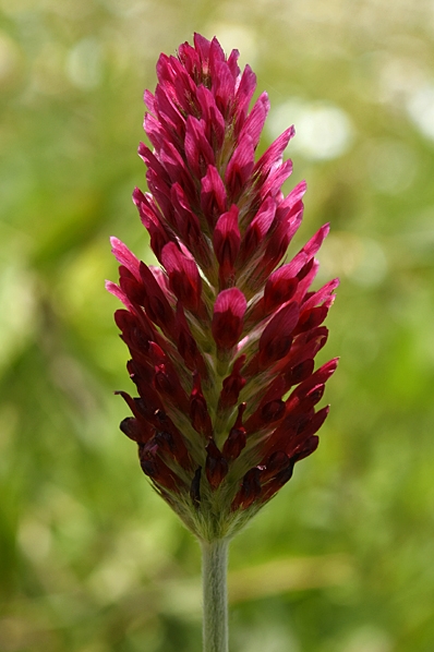 Blodklöver, Trifolium incarnatum