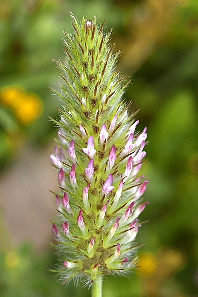 Trifolium infamia-ponertii