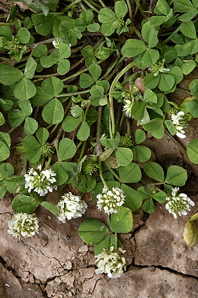 Härmklöver, Trifolium nigrescens