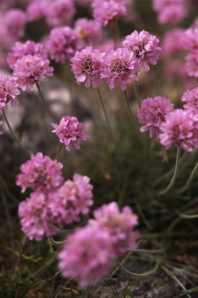 Trift, Armeria maritima