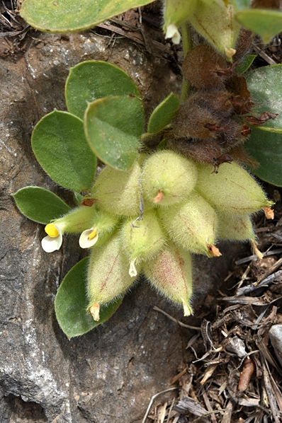 Blåsgetväppling, Tripodion tetraphyllum