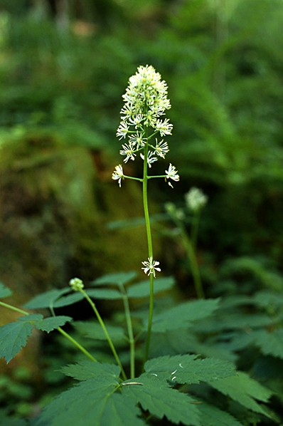 Svart trolldruva, Trolldruva, Actaea spicata