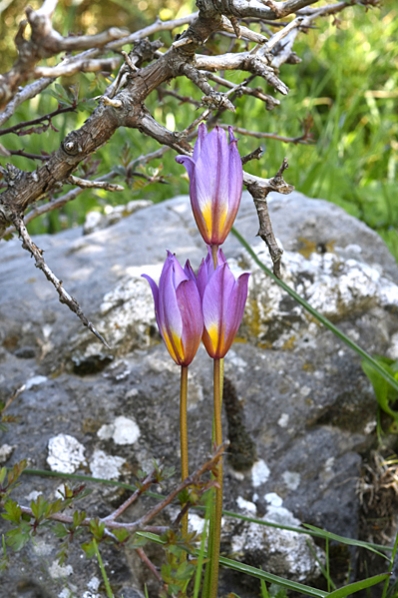 Syréntulpan, Tulipa bakeri