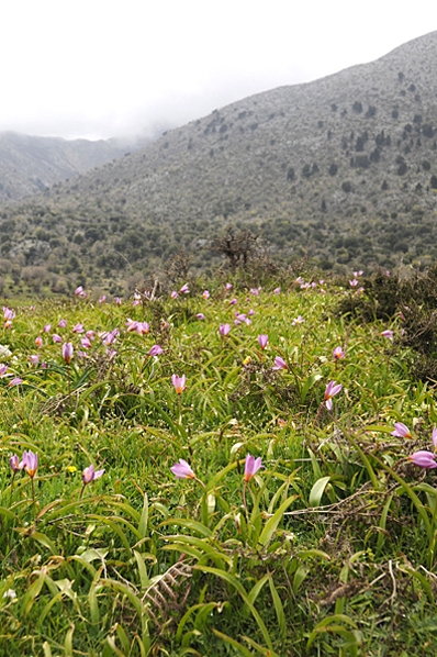 Tulpan, Tulipa bakeri, Syréntulpan