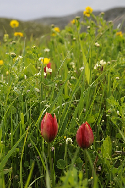 Tulpan, Tulipa doerfleri