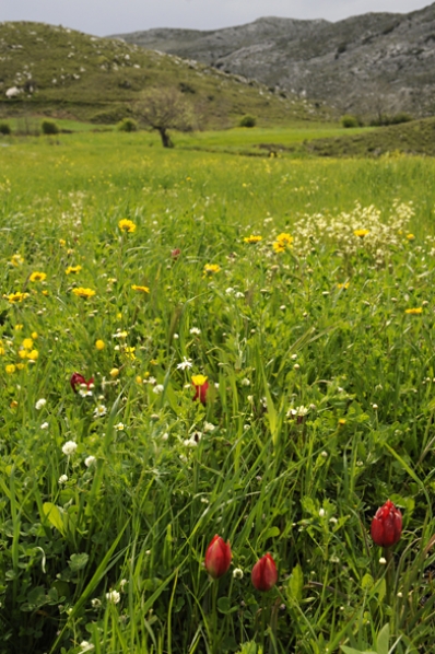 Tulpan, Tulipa doerfleri