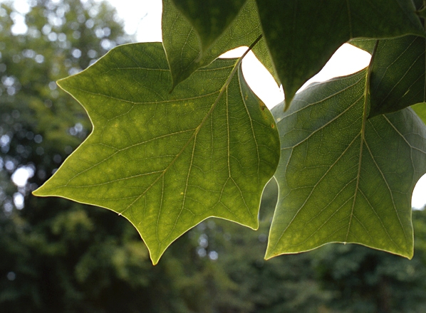 Tulpanträd, Liriodendron tulipifera