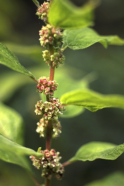 Väggört, Parietaria officinalis