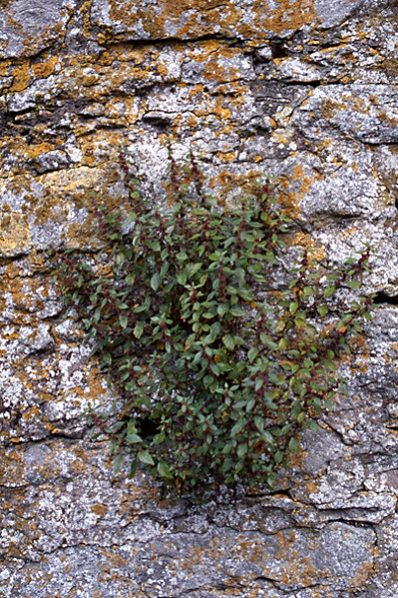 Väggört, Parietaria officinalis
