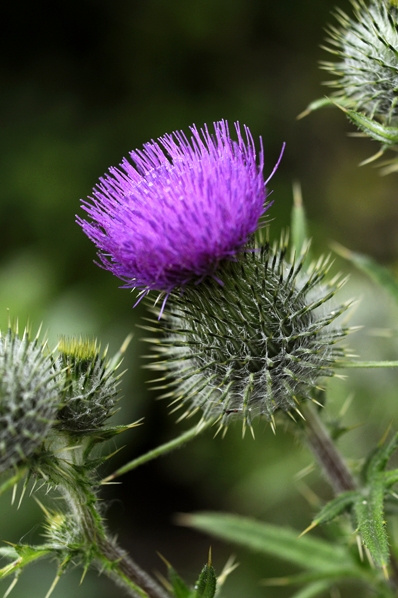 Vägtistel, Cirsium vulgare