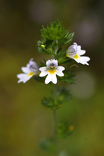 Vanlig ögontröst, Euphrasia stricta var. brevipila