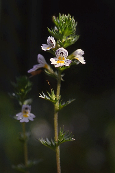 ögontröst, Euphrasia stricta