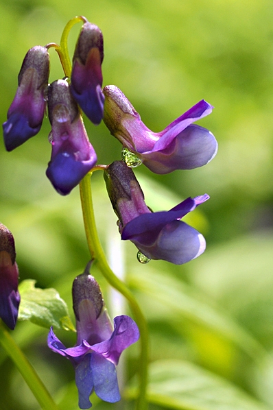 Vårärt, Lathyrus vernus