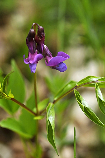 Vårärt, Lathyrus vernus