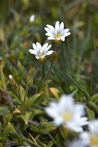 Vårarv, Cerastium semidecandrum