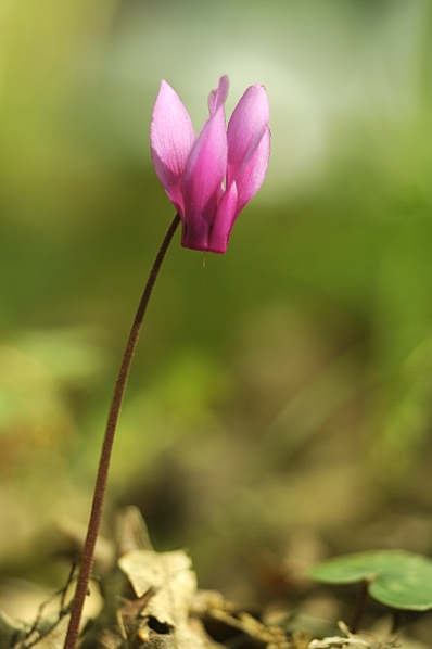 Vårcyklamen, Cyclamen repandum
