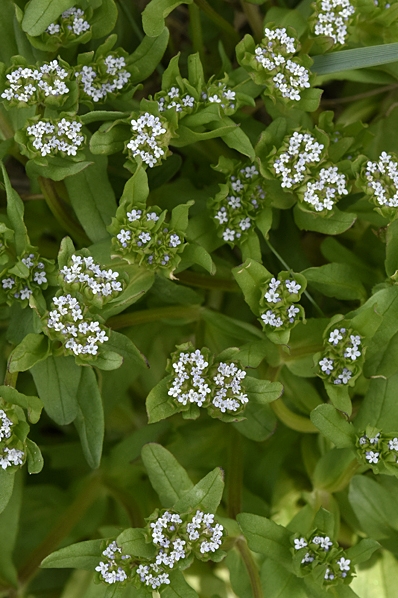 Vårklynne, Valerianella locusta