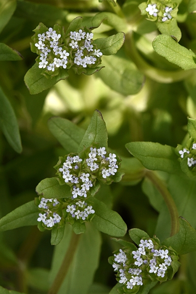 Vårklynne, Valerianelle locusta