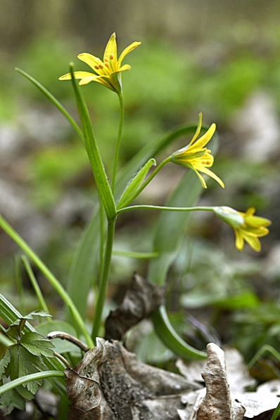 Vårlök, Gagea lutea, allmän vårlök