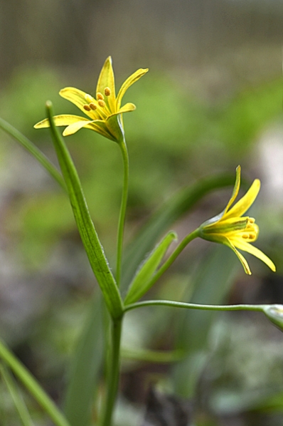 Vårlök, Gagea lutea, allmän vårlök