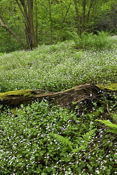 Vårsköna, Claytonia sibirica
