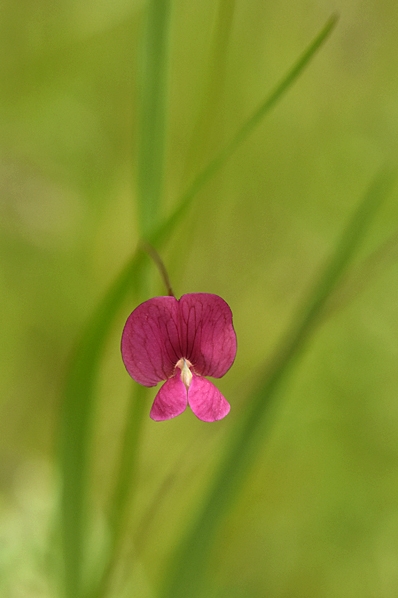 Vårvial, Lathyrus sphaericus