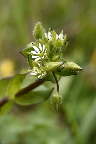 Våtarv, Stellaria media