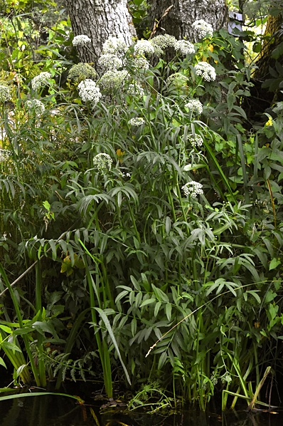 Vattenmärke, Sium latifolium