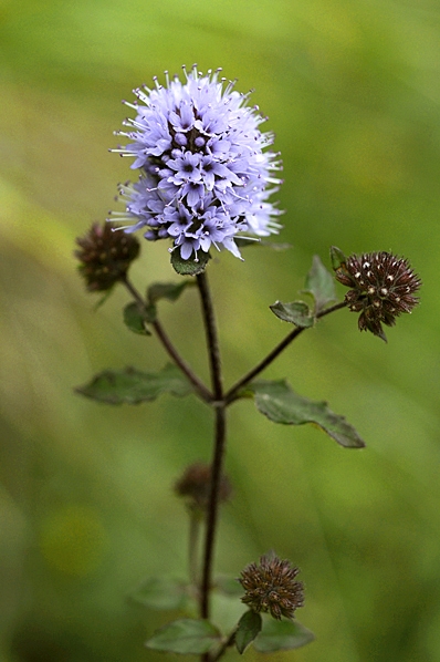Vattenmynta, Mentha aquatica