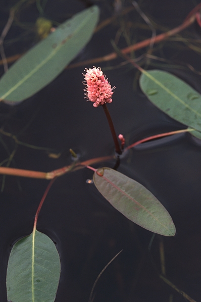 Vattenpilört, Persicaria amphibia