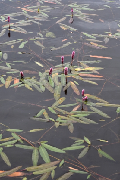 Vattenpilört, Persicaria amphibia