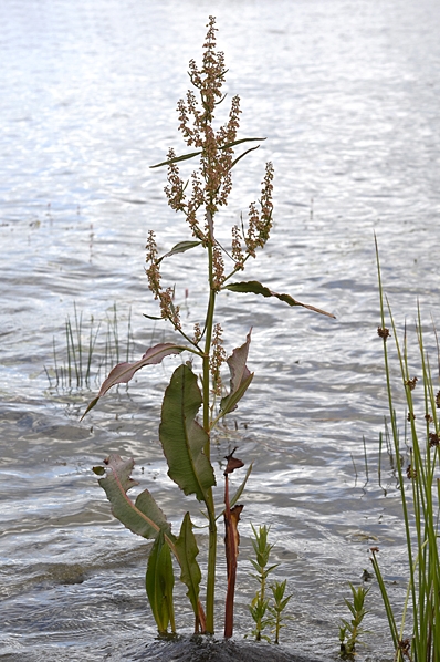 Vattenskräppa, Rumex hydrolapathum