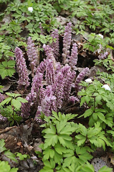Vätteros, Lathraea squamaria