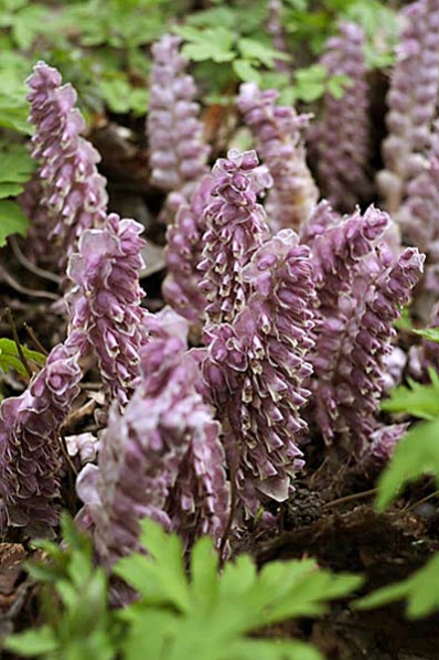 Vätteros, Lathraea squamaria