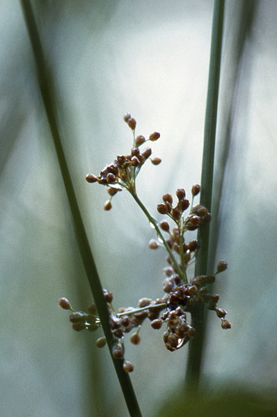 Veketåg, Juncus effusus