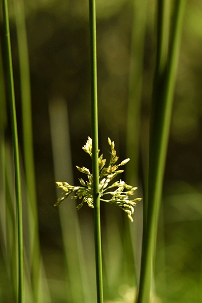 Veketåg, Juncus effusus