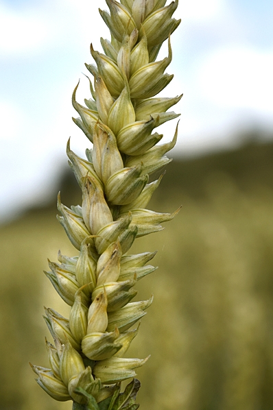 Vete, Triticum aestivum