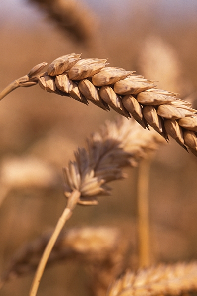 Vete, Triticum aestivum