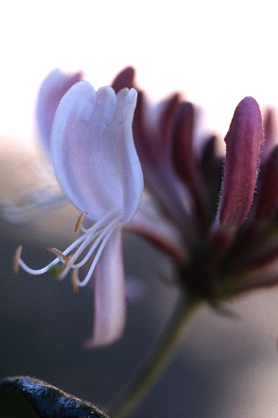 Kaprifol, Lonicera periclymenum, vildkaprifol